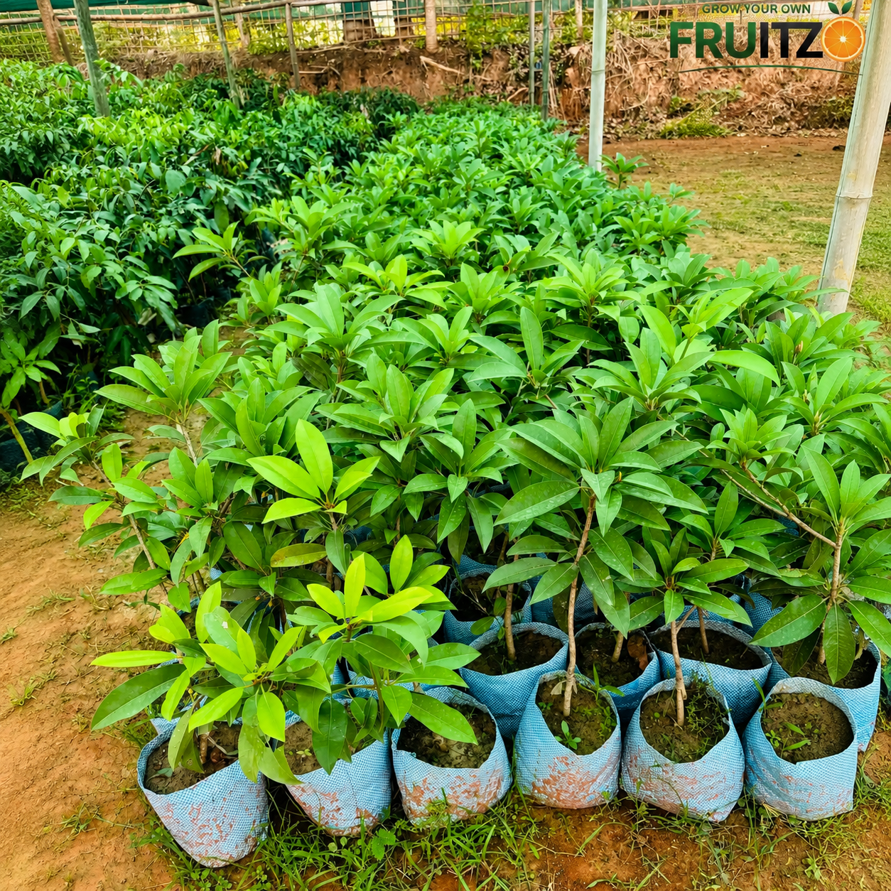 Kalapatti Chiku Grafted plant 1- 2 Feet For Home And Terrace Garden