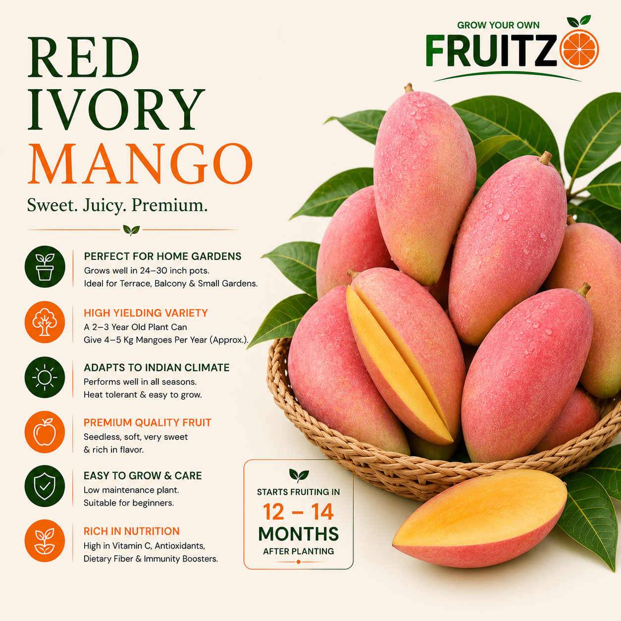 Red ivory mango Grafted Plant  For Home & Terrace Gardening