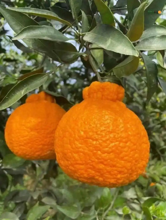 Dekopon Orange (Grafted) Plantfor Home & Terrace Gardening