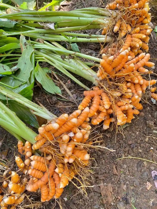 Lakadong Turmeric plant is perfect  for Home & Terrace Gardening