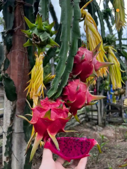 Dragon fruit large Plant for Home & Terrace Gardening