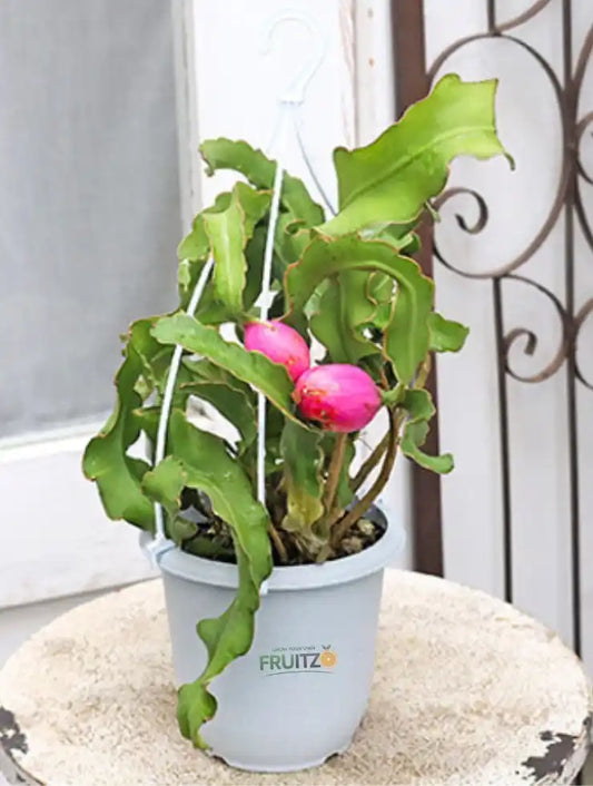 Dragon Fruit (Mini) Indoor Plant
