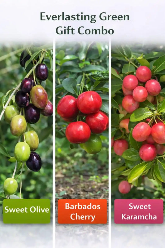 Everlasting Green Gift Combo Grafted & Healthy Plants  for Home & Terrace Gardening (1.5--2.5'ft)
