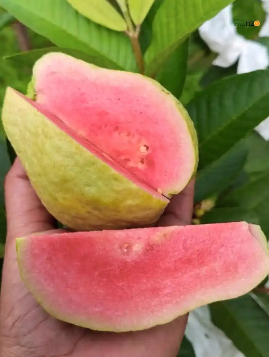 Grafted Jarvi Diamond 1 Guava Fruit Plant (Seedless) For Home & Terrace Gardening