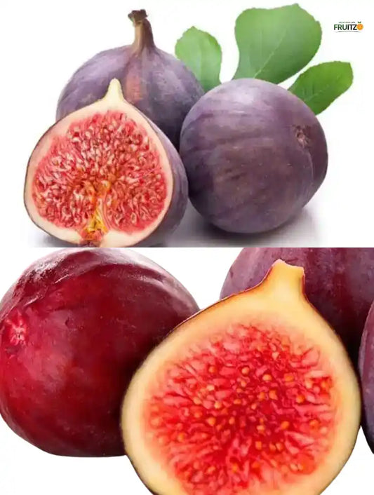 Fig Plants Combo Ideal for Home and Terrace Cultivation | Pack of 2 (Grafted)