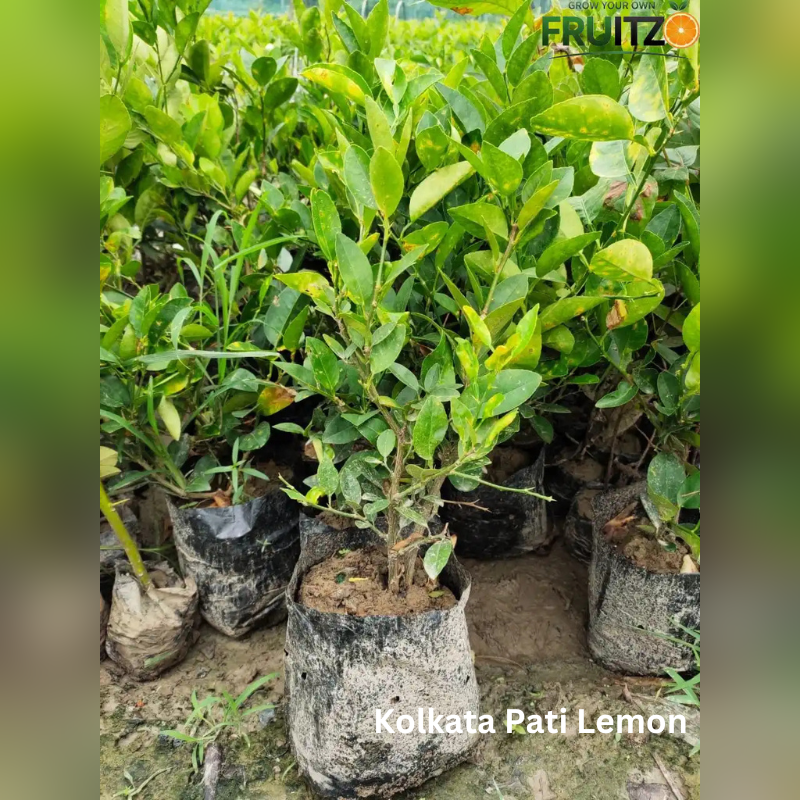Daily Immunity Fruit Plants Combo Grafted & Healthy Plants  for Home & Terrace Gardening (1.5--2.5'ft)
