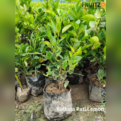 Daily Immunity Fruit Plants Combo Grafted & Healthy Plants  for Home & Terrace Gardening (1.5--2.5'ft)