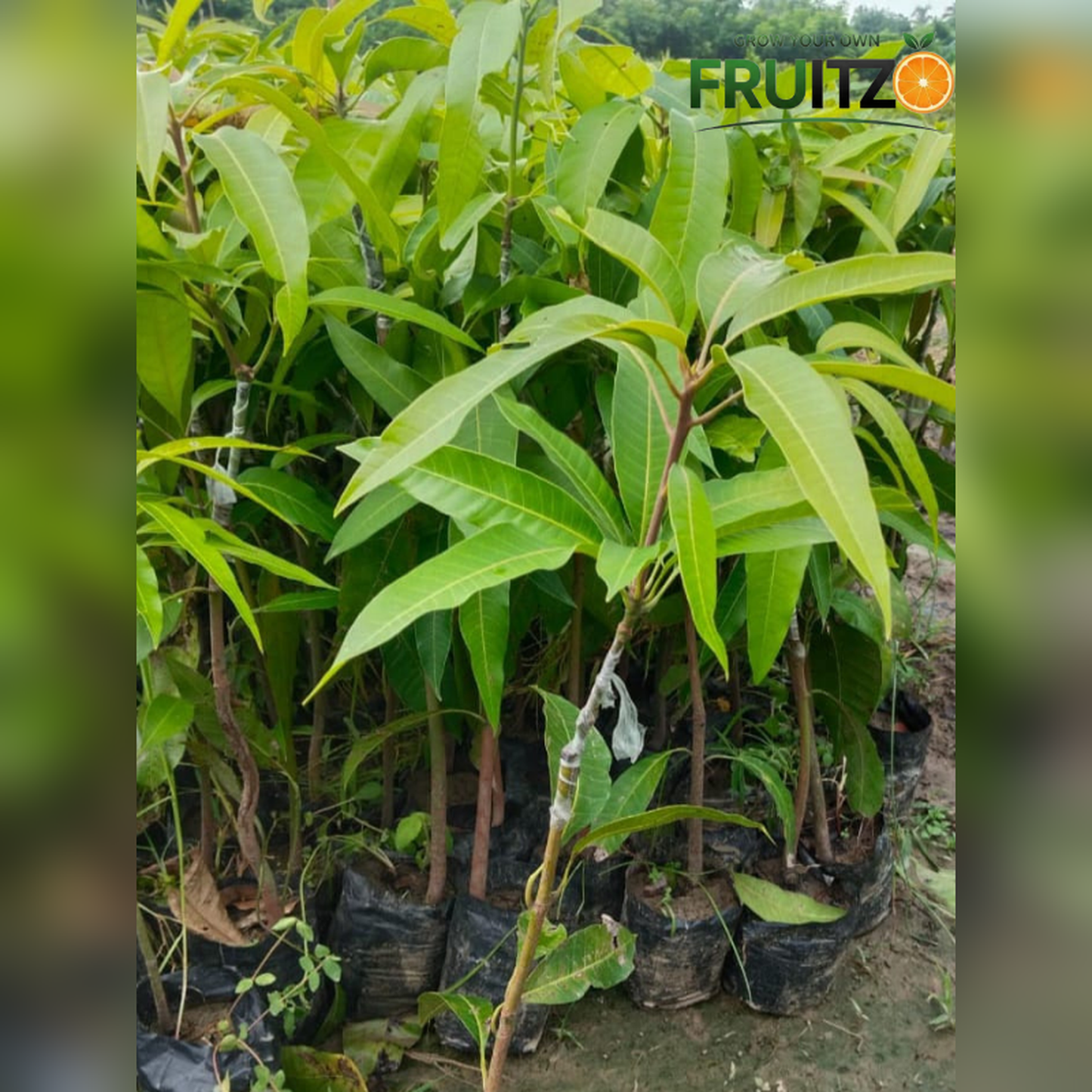 Red ivory mango Grafted Plant  For Home & Terrace Gardening