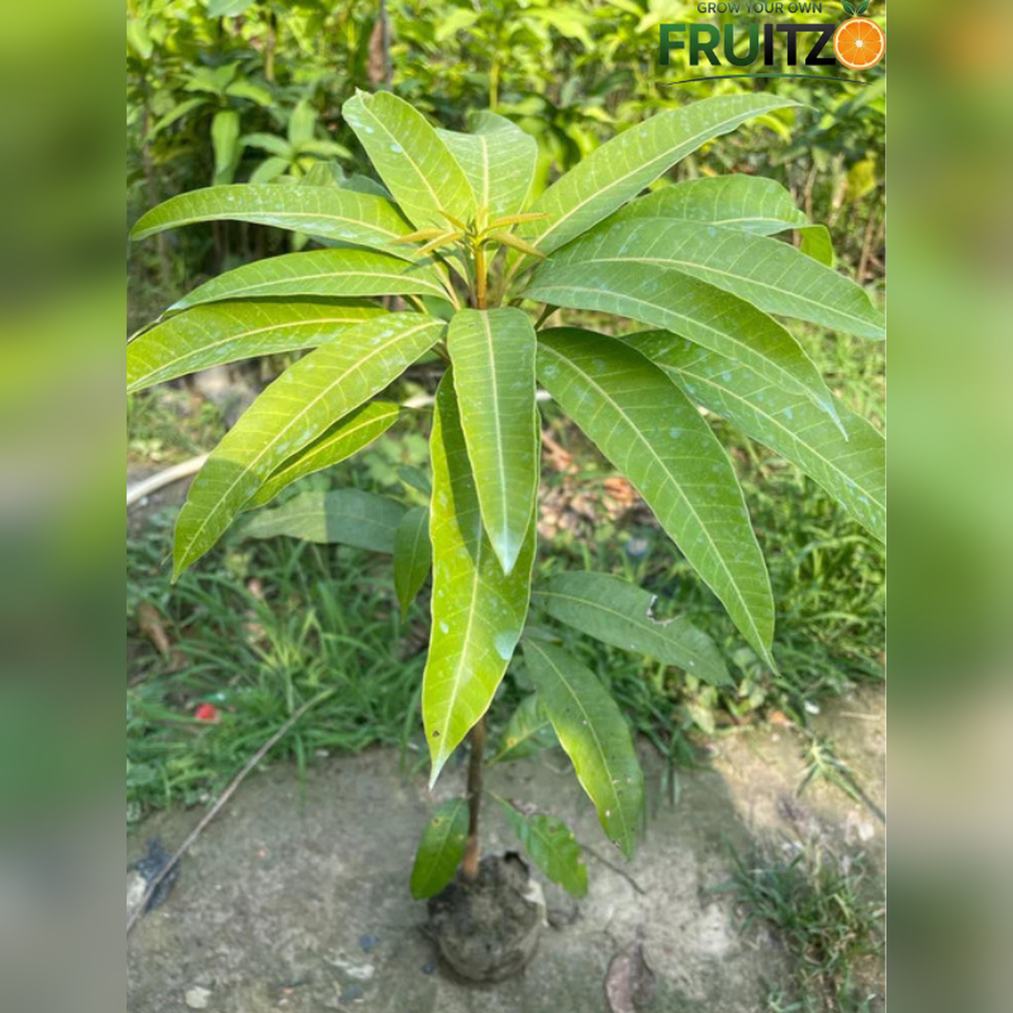 Red ivory mango Grafted Plant  For Home & Terrace Gardening