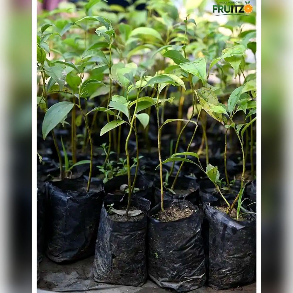 Cinnamon Grafted Plant for Home & Terrace Gardening (Darchini)