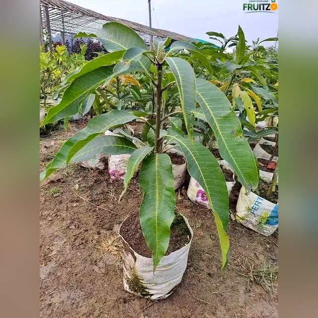 Thai Jambu Mango Grafted plant For Home & Terrace Gardening