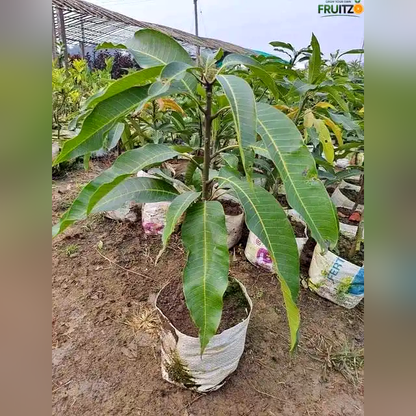 Thai Jambu Mango Grafted plant For Home & Terrace Gardening