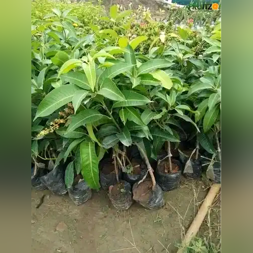 Thai Jambu Mango Grafted plant For Home & Terrace Gardening