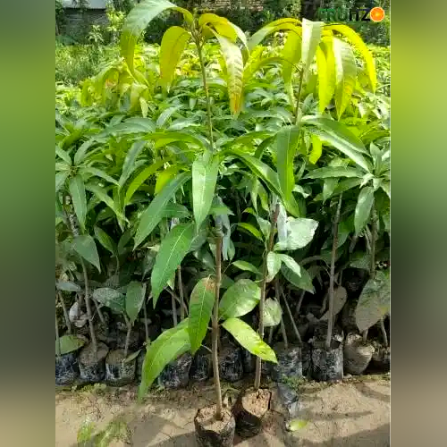 Thai King Chakapat Grafted  mango plant For Home & Terrace Gardening