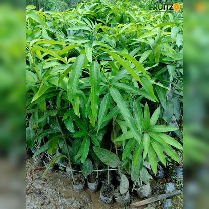 Thai King Chakapat Grafted  mango plant For Home & Terrace Gardening