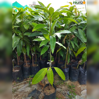 Pusa Arunika Grafted Mango Plant For Home & Terrace Gardening