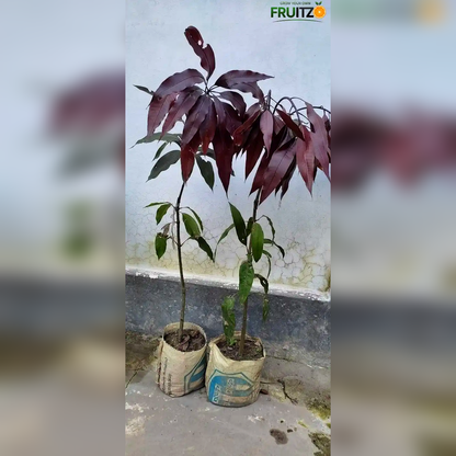 Black Stone Mango Grafted plant For Home & Terrace Gardening
