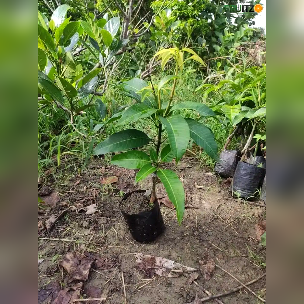 American Red Palmar Mango Grafted Plant For Home & Terrace Gardening.