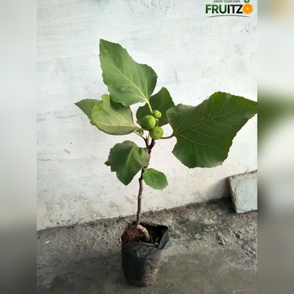 Thai Five-Finger Anjeer/ Fig Grafted Plant Home & Terrace Gardening