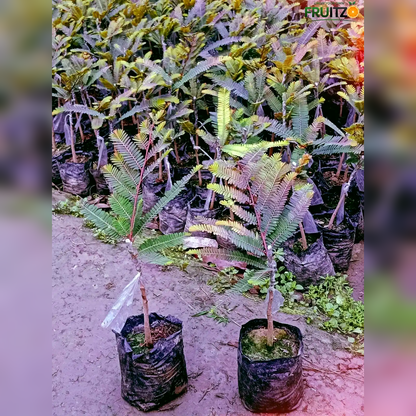 Red Amla Grafted  Fruit Plant –  for Home & Terrace Gardening