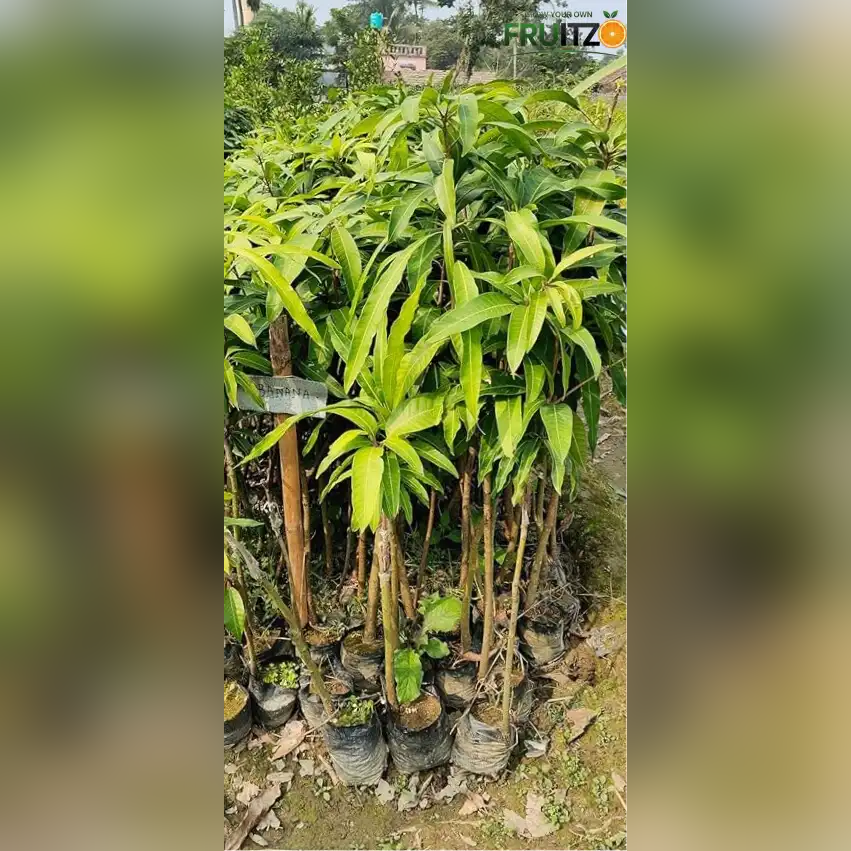 Thai Banana Mango Grafted Plant 1.5 - 2 Feet