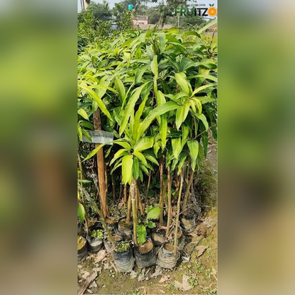 Thai Banana Mango Grafted Plant 1.5 - 2 Feet