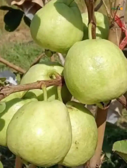 Golden 8 guava Grafted Plant For Home & Terrace Gardening