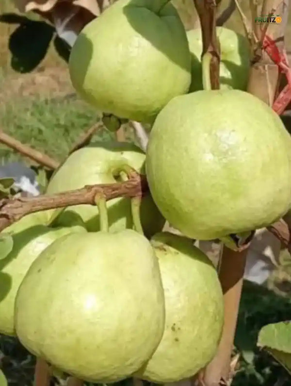 Golden 8 guava Grafted Plant For Home & Terrace Gardening