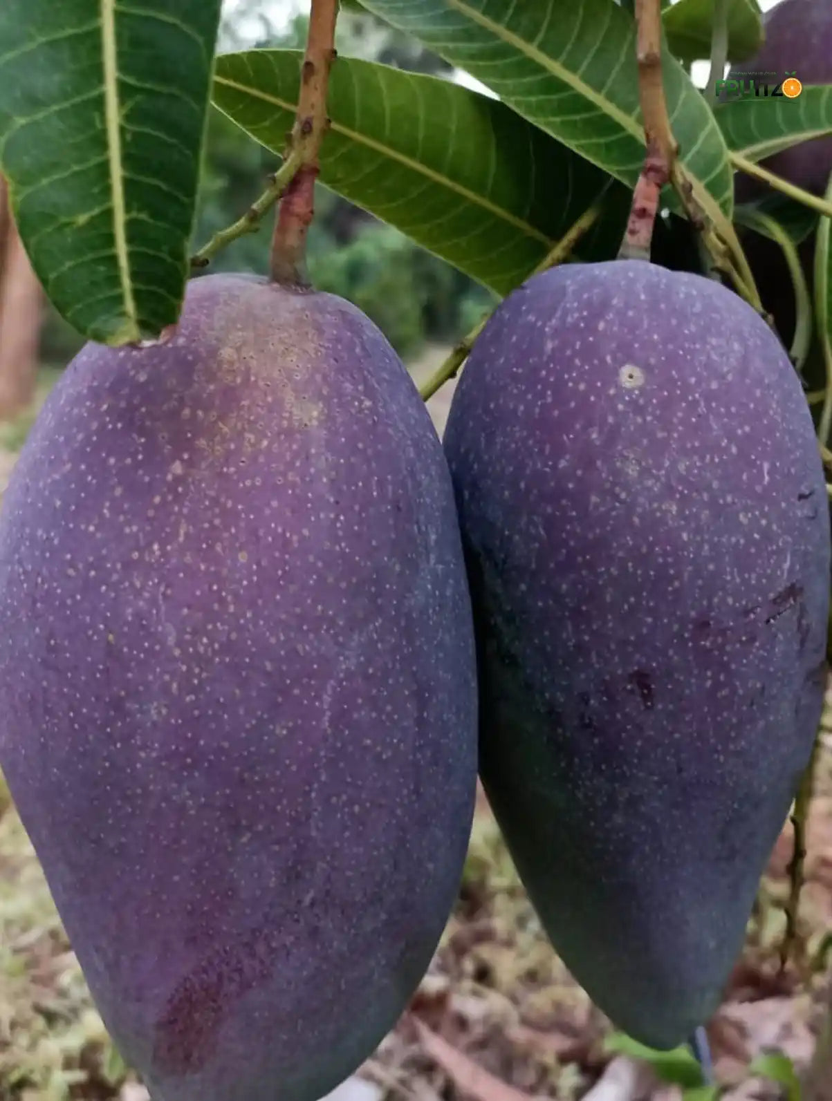 Thai King Chakapat Grafted  mango plant For Home & Terrace Gardening