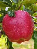 HRMN99 Apple Grafted Plant 1.5 - 2 feet