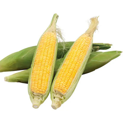 Healthy Harvest Combo For Kitchen Gardening