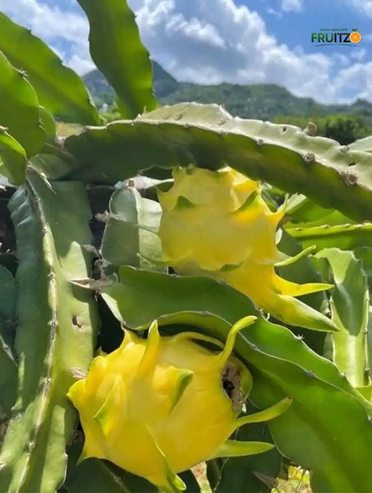 Israel Yellow Dragon Fruit Growing Plant (Grafted) for Home & Terrace Gardening