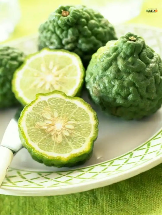 Kaffir lime Grafted Plant For Home | Terrace Gardening