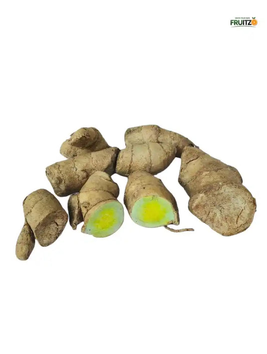 Kasturi Haldi for Home & Terrace Gardening (Curcuma aromatica)