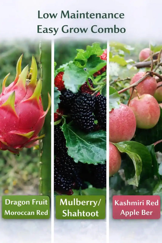 Low Maintenance Easy Grow Combo Grafted & Healthy Plants  for Home & Terrace Gardening