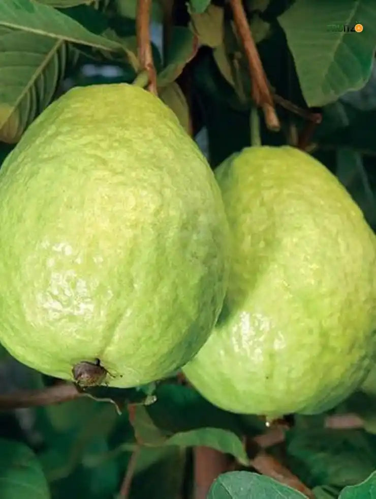 Lalit Guava (L49) Grafted Plant 1 - 2 Feet For Home & Terrace Gardening