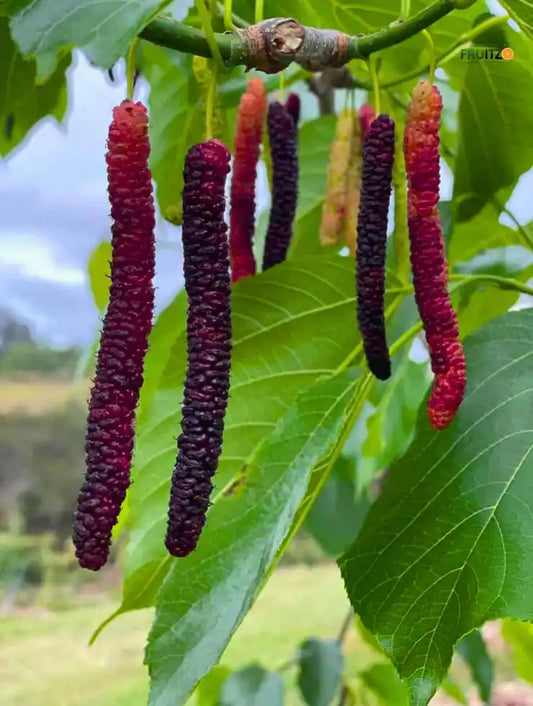 Long Mulberry Grafted Plant  for Home & Terrace Gardening