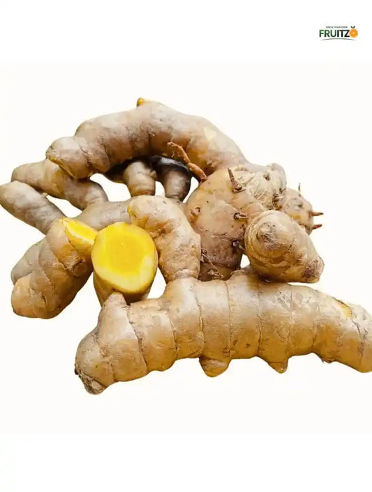 Mango Ginger / Curcuma Amada Rhizome's for Home & Terrace Gardening