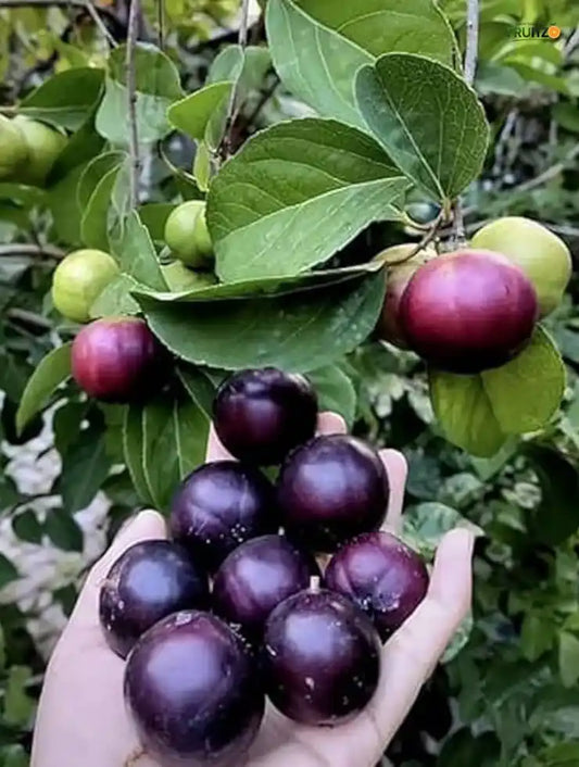 Manila Cherry Grafted Fruit Plant for Home & Terrace Gardening