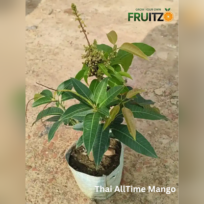 Natural Vitamin Rich Trio Grafted & Healthy Plants  for Home & Terrace Gardening(1.5--2.5'ft)
