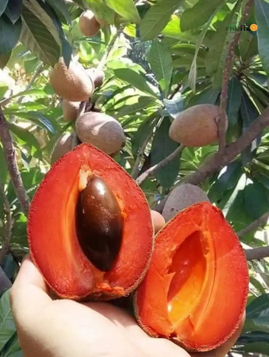 Rare Red Sapote Plant (Grafted) – Great Choice for Home & Terrace Gardening