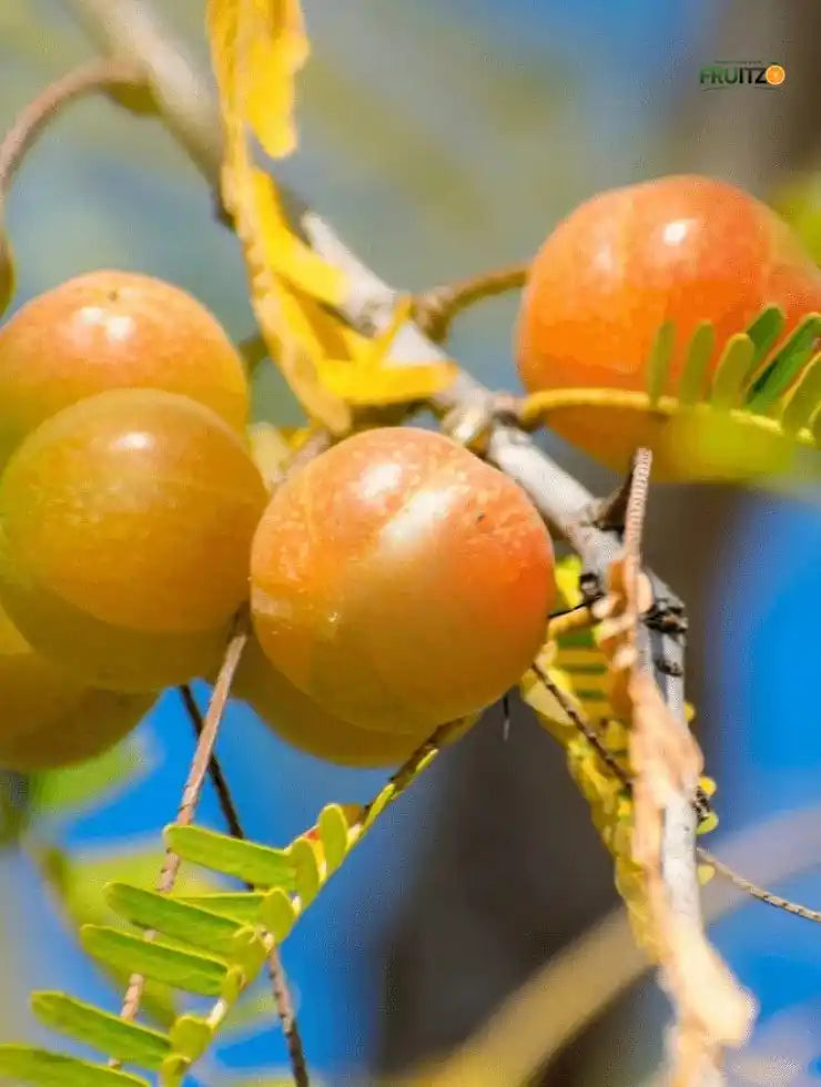 Red Amla Grafted  Fruit Plant –  for Home & Terrace Gardening