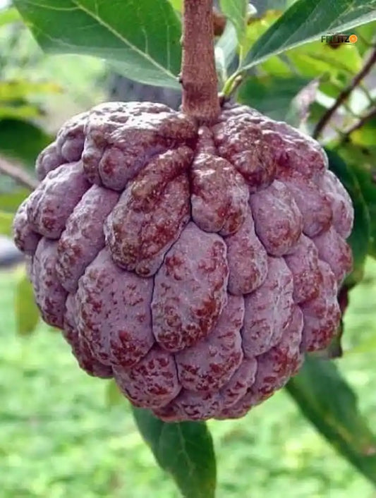 Red Custard Apple Grafted Plant for Home & Terrace Gardening