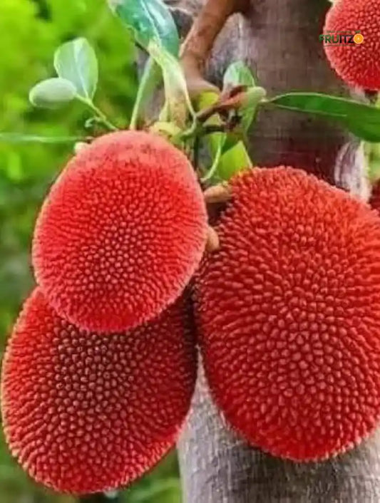 Red Jack Fruit Plant (All-season fruits) Grafted for Home & Terrace Gardening