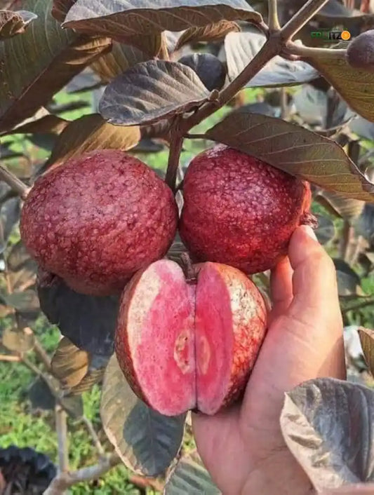 Red Malaysian Guava Fruit Plant (Grafted) For Home & Terrace Gardening