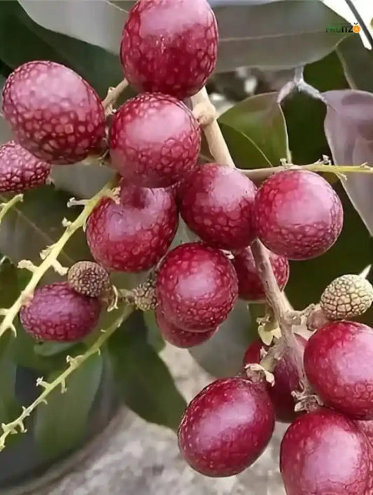 Red Rubby Longon Grafted Fruit Plant for Home & Terrace Gardening