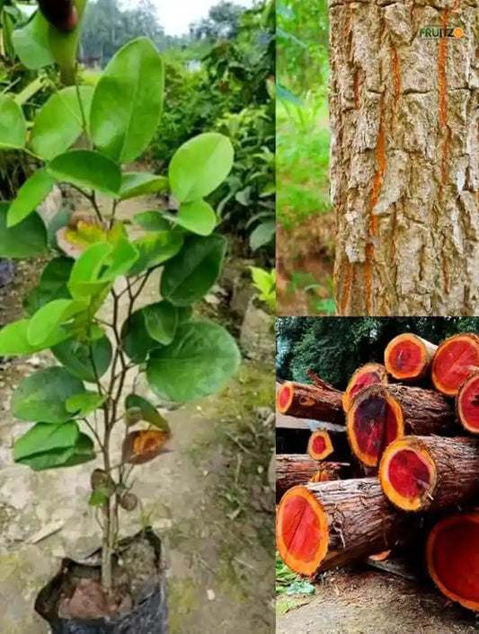 Red Sandalwood Plant  for Home & Terrace Gardening