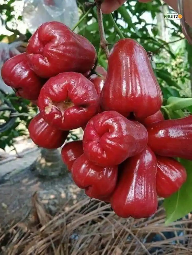 Red Water Apple Grafted Plant For Home & Terrace Gardening