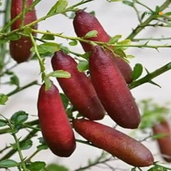 Red Finger Lemon Grafted Plant For Home | Terrace Gardening