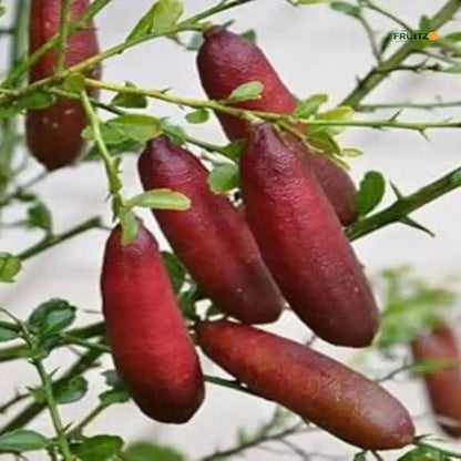 Red Finger Lemon Grafted Plant For Home | Terrace Gardening